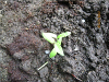pictures/pic10.jpg