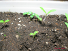 pictures/pic6.jpg