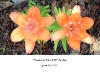 pictures/pic13.jpg