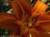 pictures/pic16.jpg