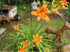 pictures/pic20.jpg
