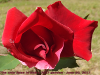 pictures/pic6.jpg
