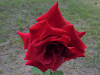 pictures/pic7.jpg