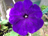 pictures/pic22.jpg