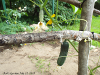 pictures/pic7.jpg